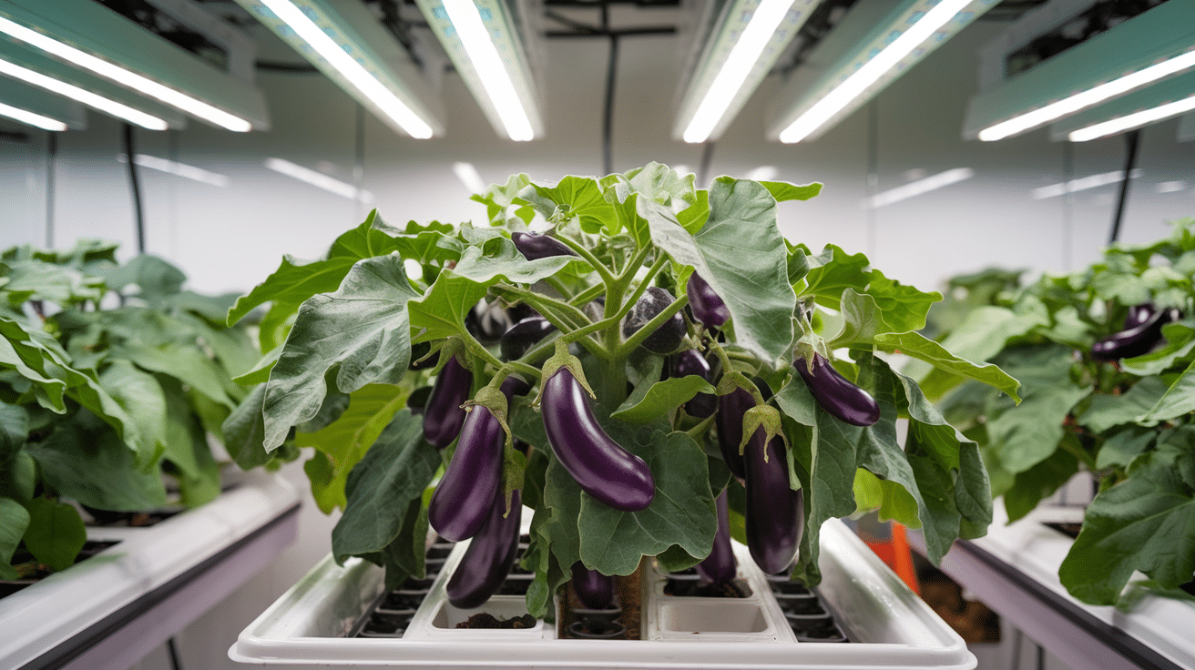 Eggplants