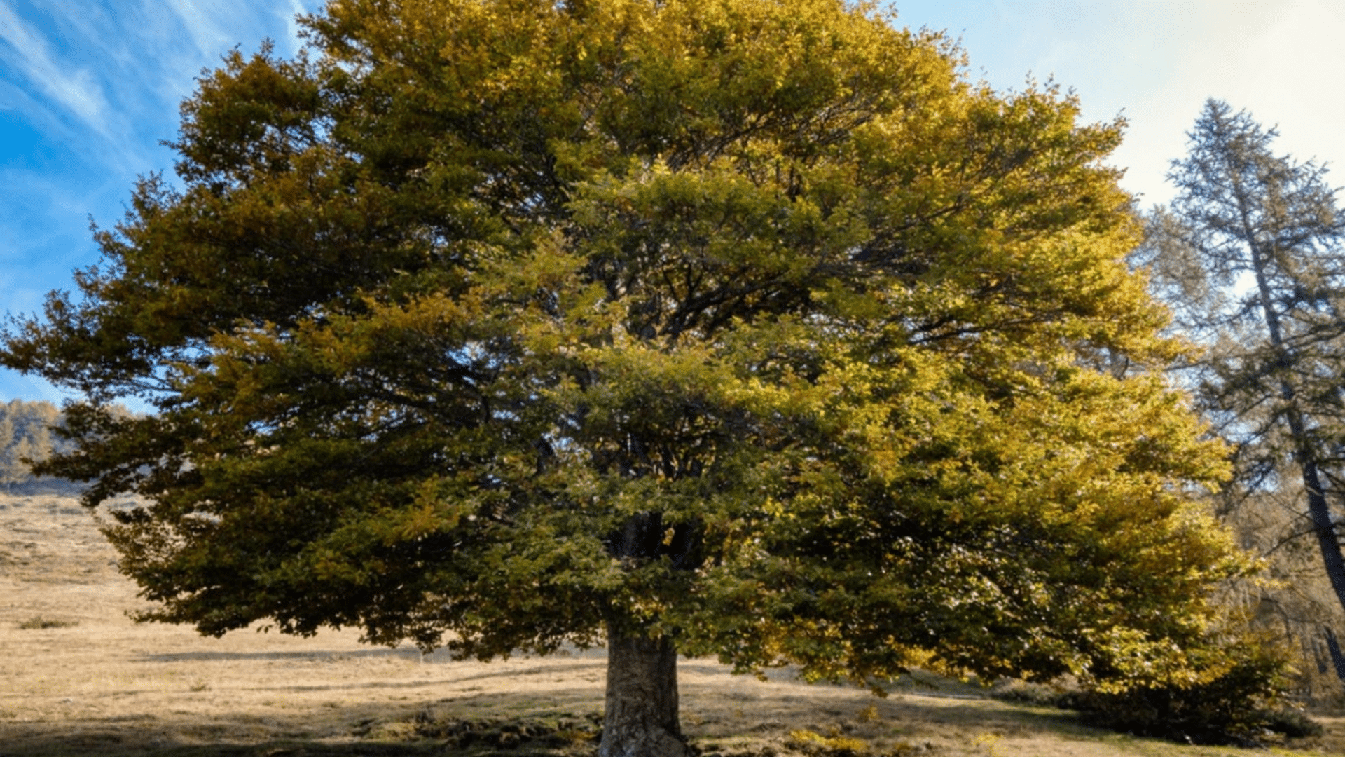 Elm