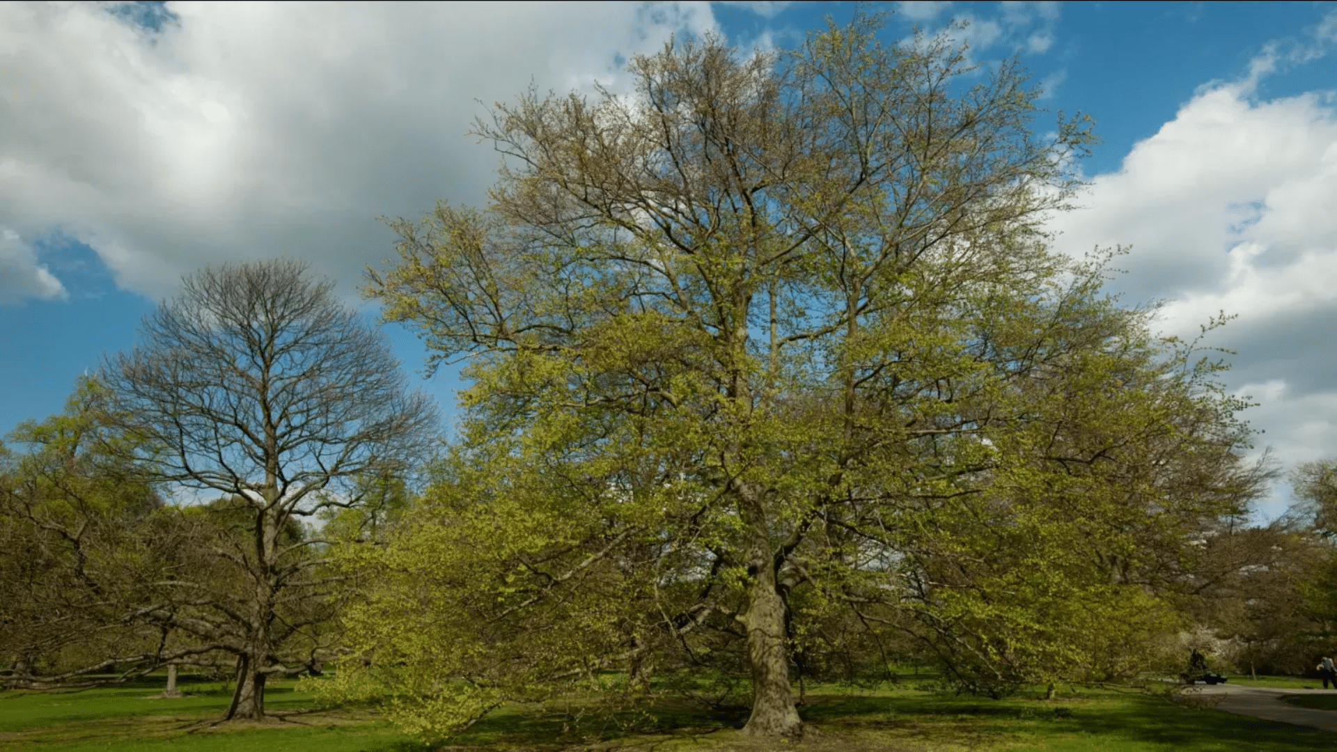 European Beech