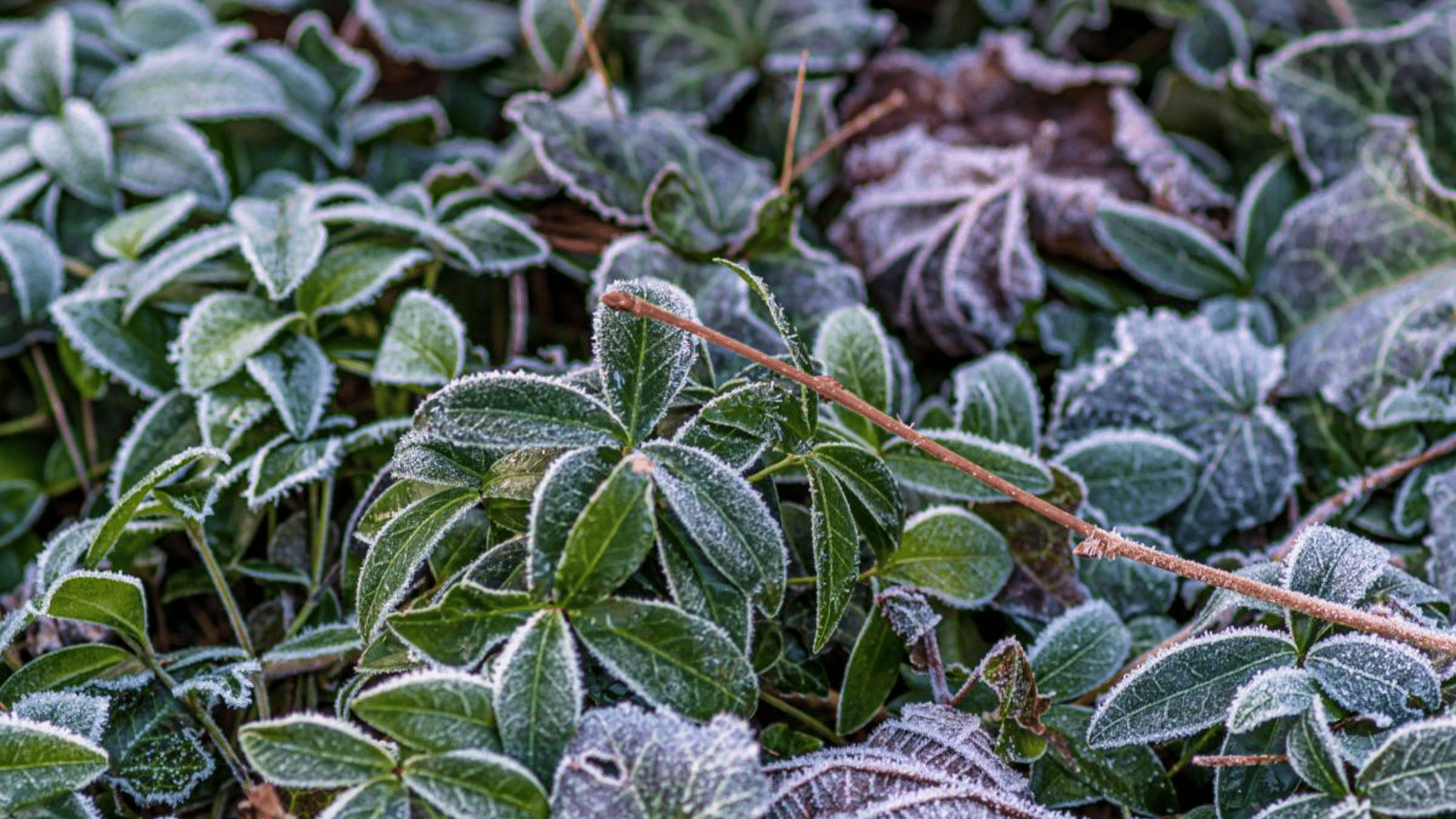 Frost Date