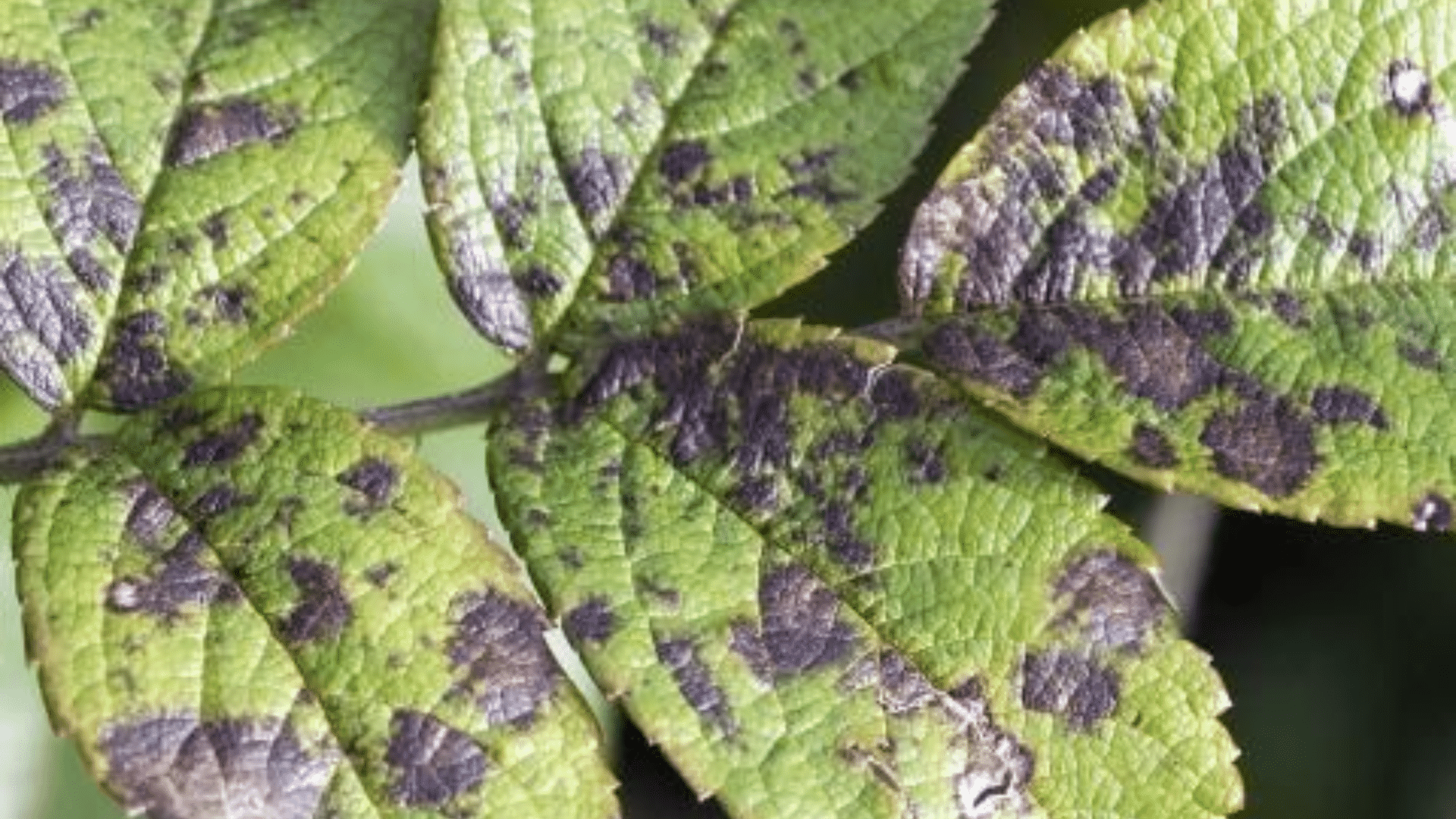 Fungal Infection