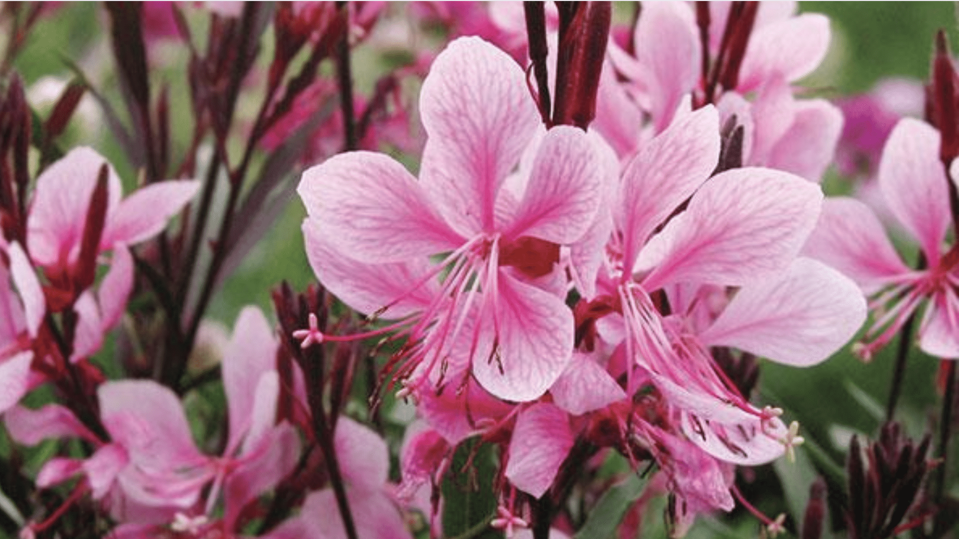 Gaura (Gaura lindheimeri)