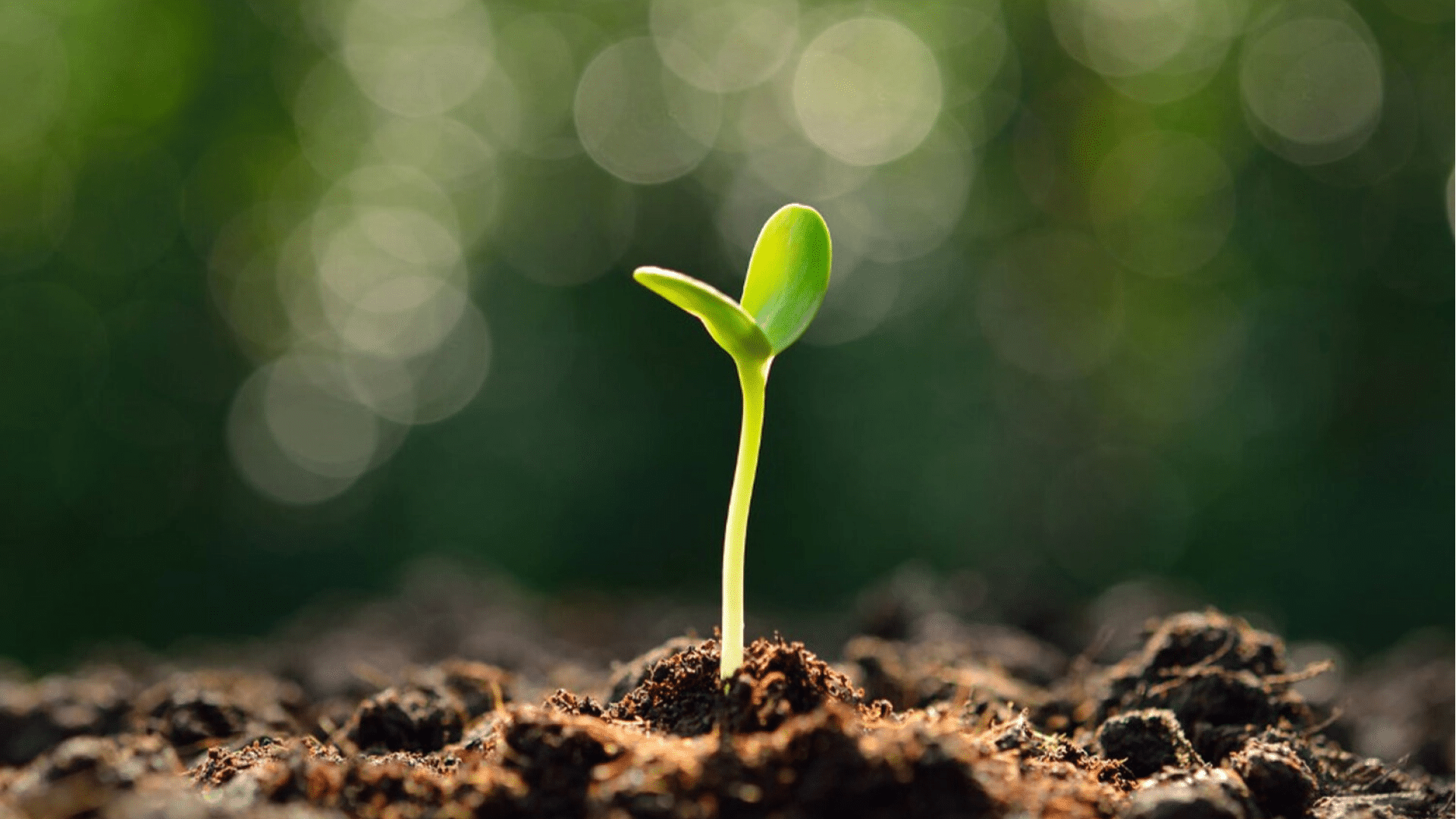 Germination