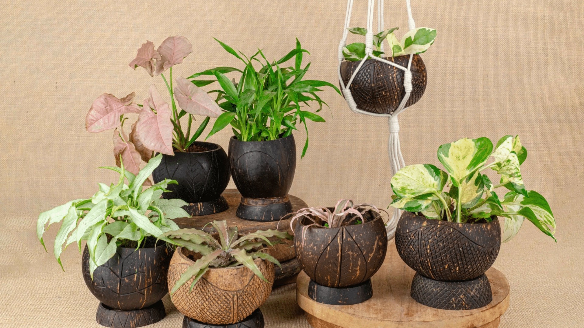 Hanging Coconut Shell Pots