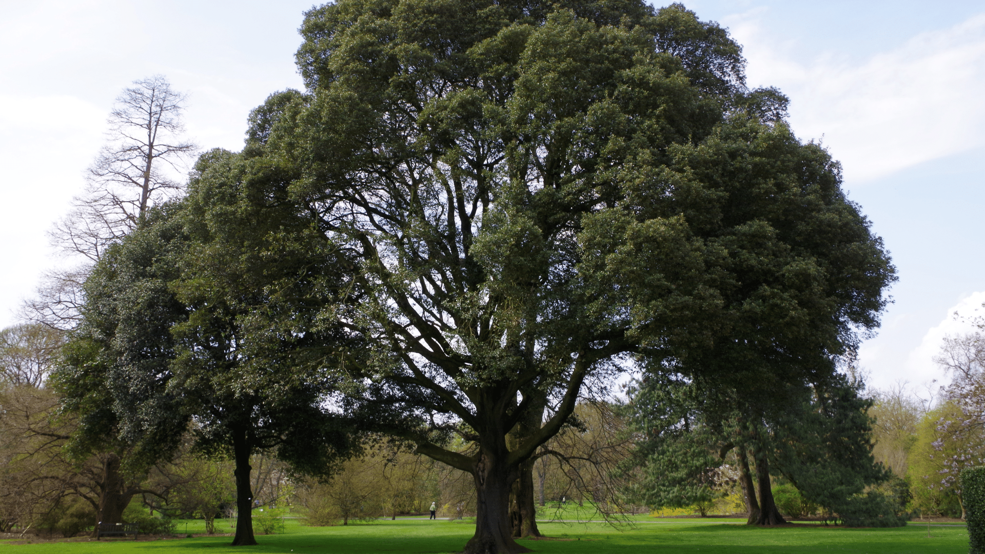Holm Oak