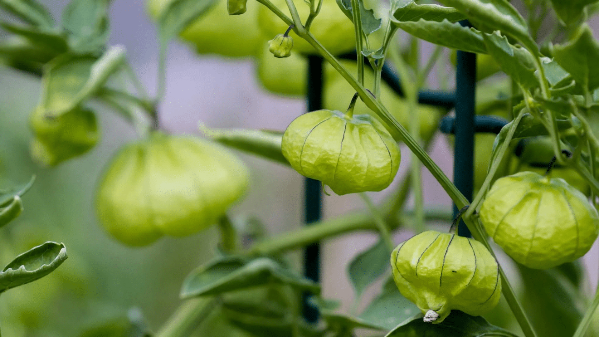 How Tomatillos Grow- A Step-by-Step Guide