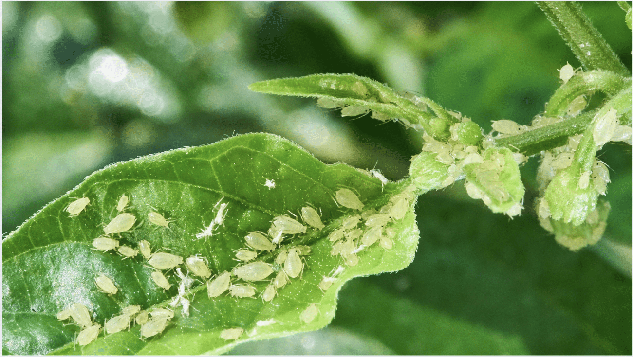 How to Identify Aphid Infestation