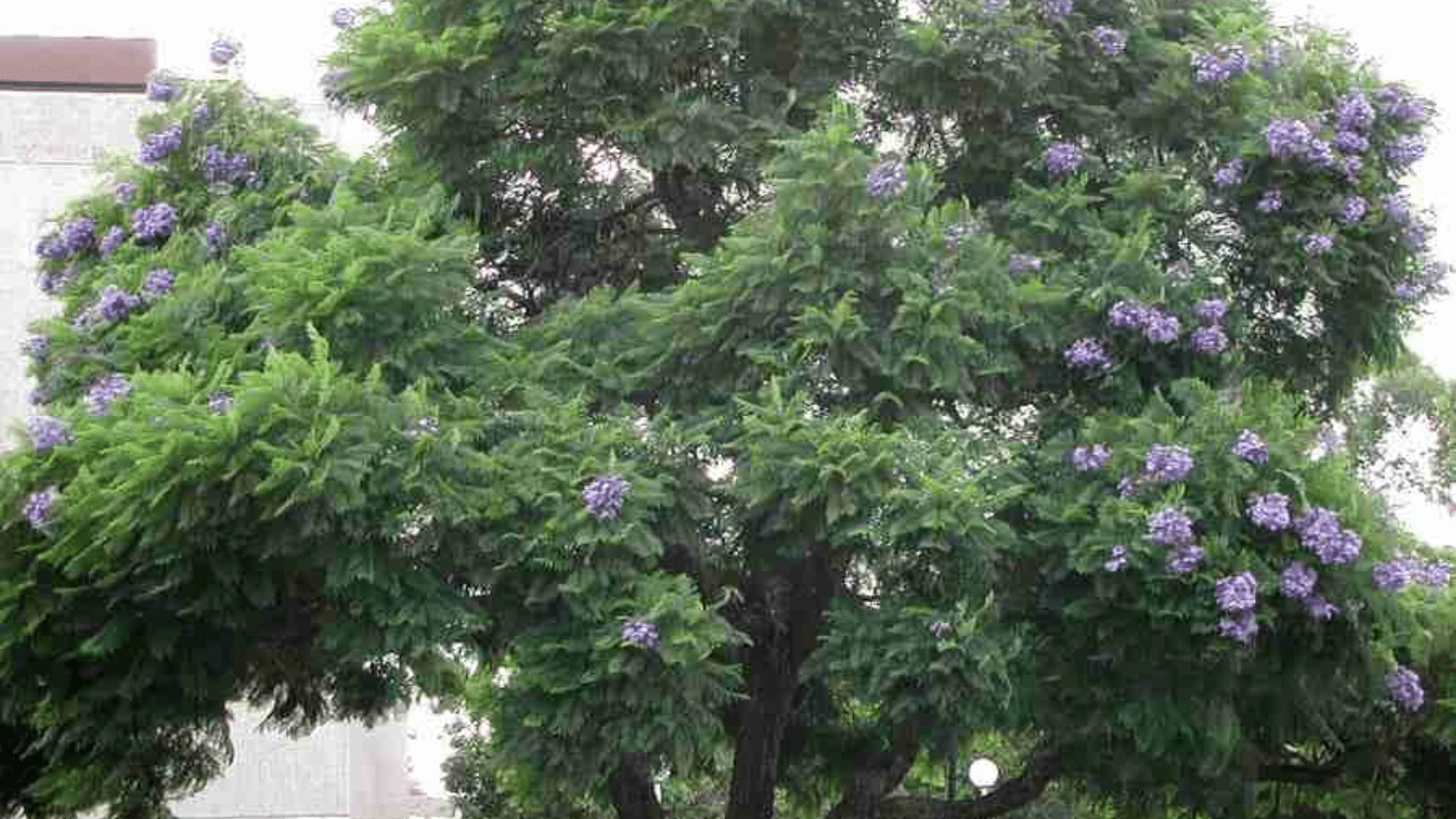 Jacaranda