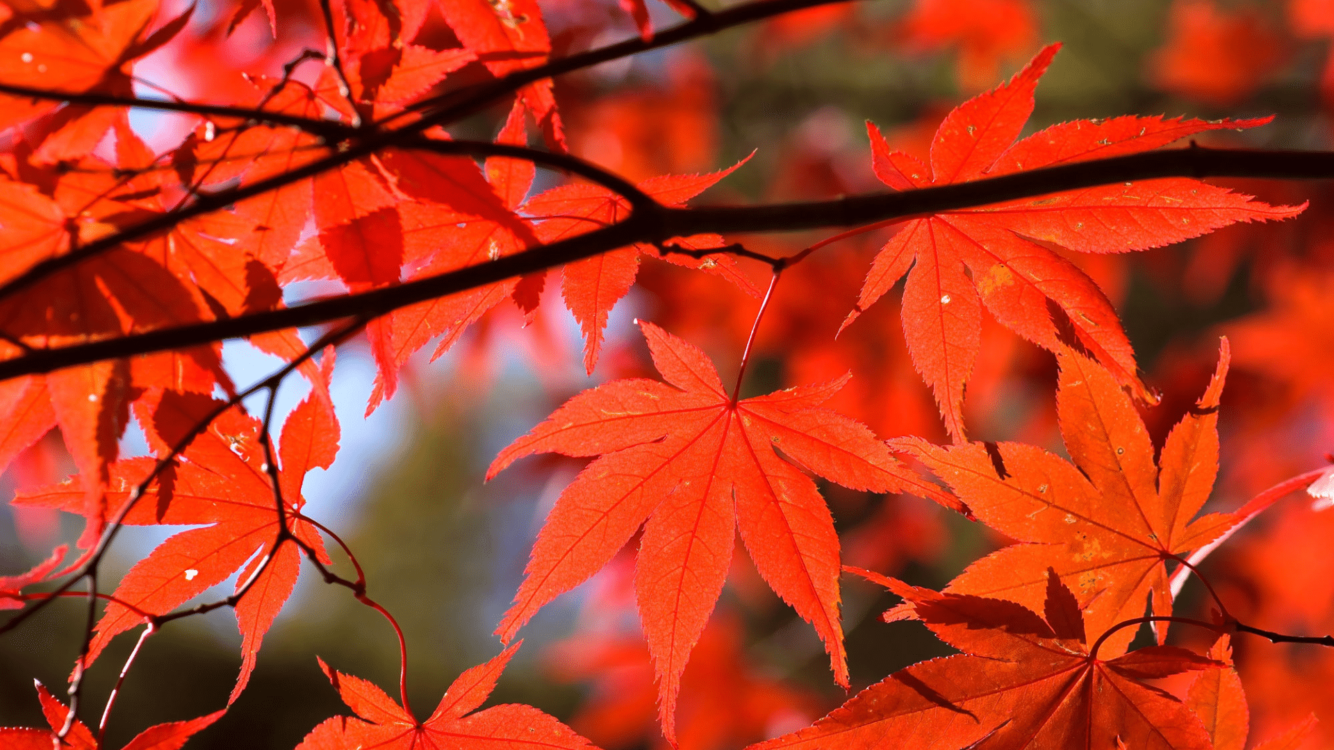 Japanese Maple