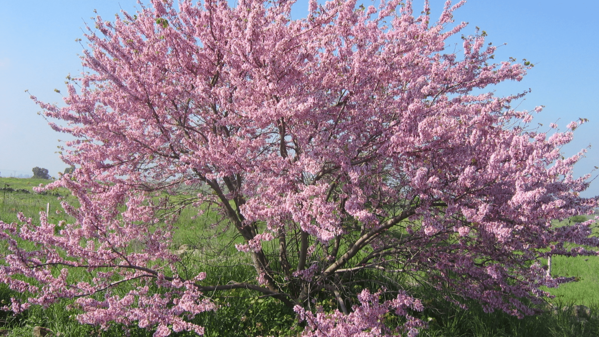 Judas Tree
