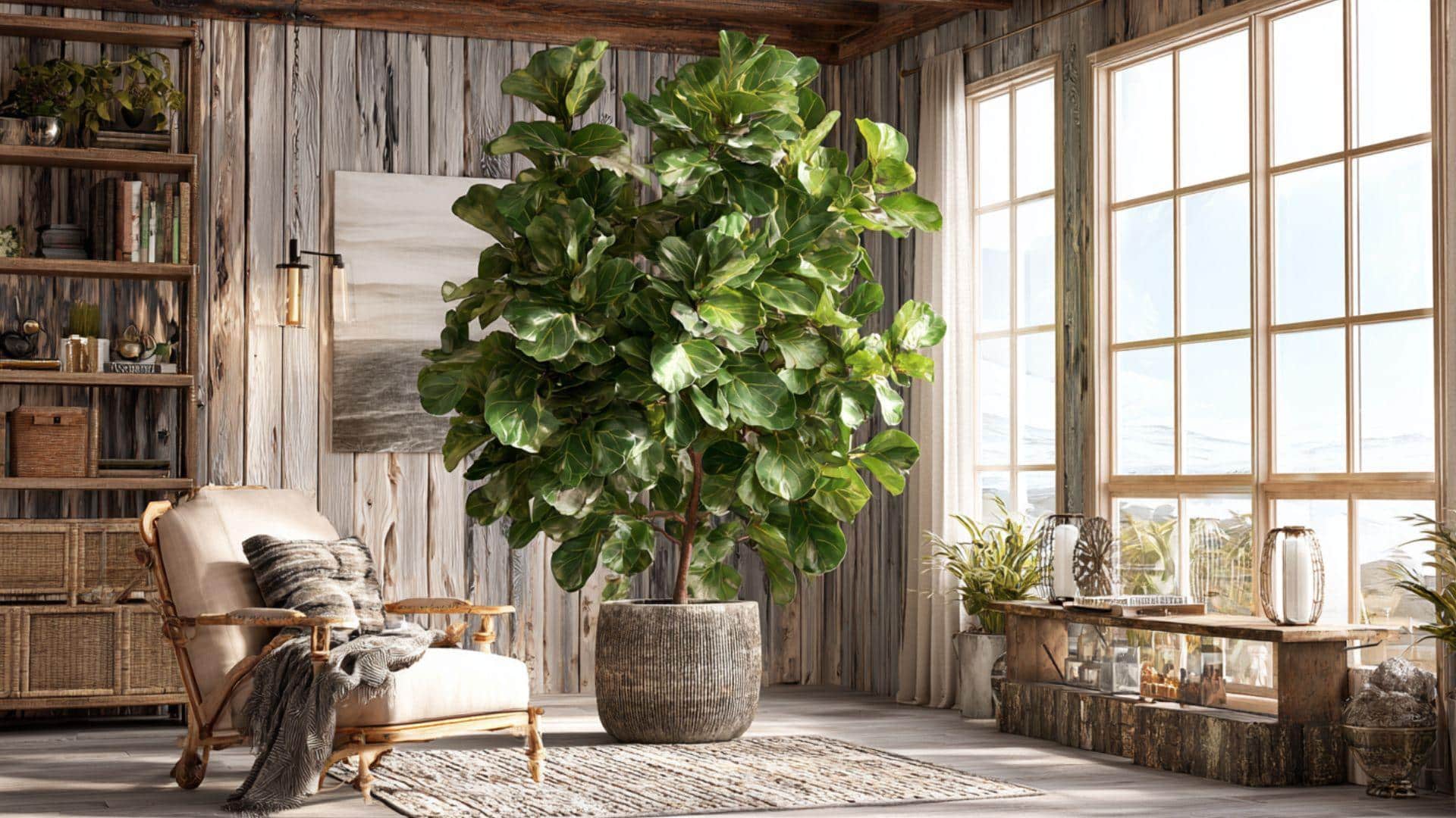Large Indoor Trees like Fiddle Leaf Fig