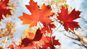 Maple Leaf Identification Chart- A Simple Guide