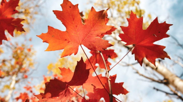 Maple Leaf Identification Chart- A Simple Guide