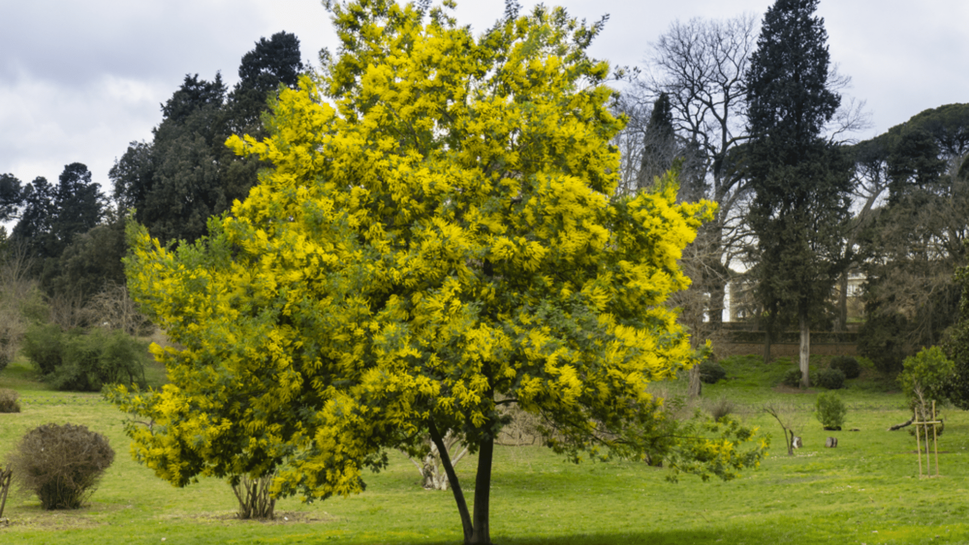 Mimosa Tree