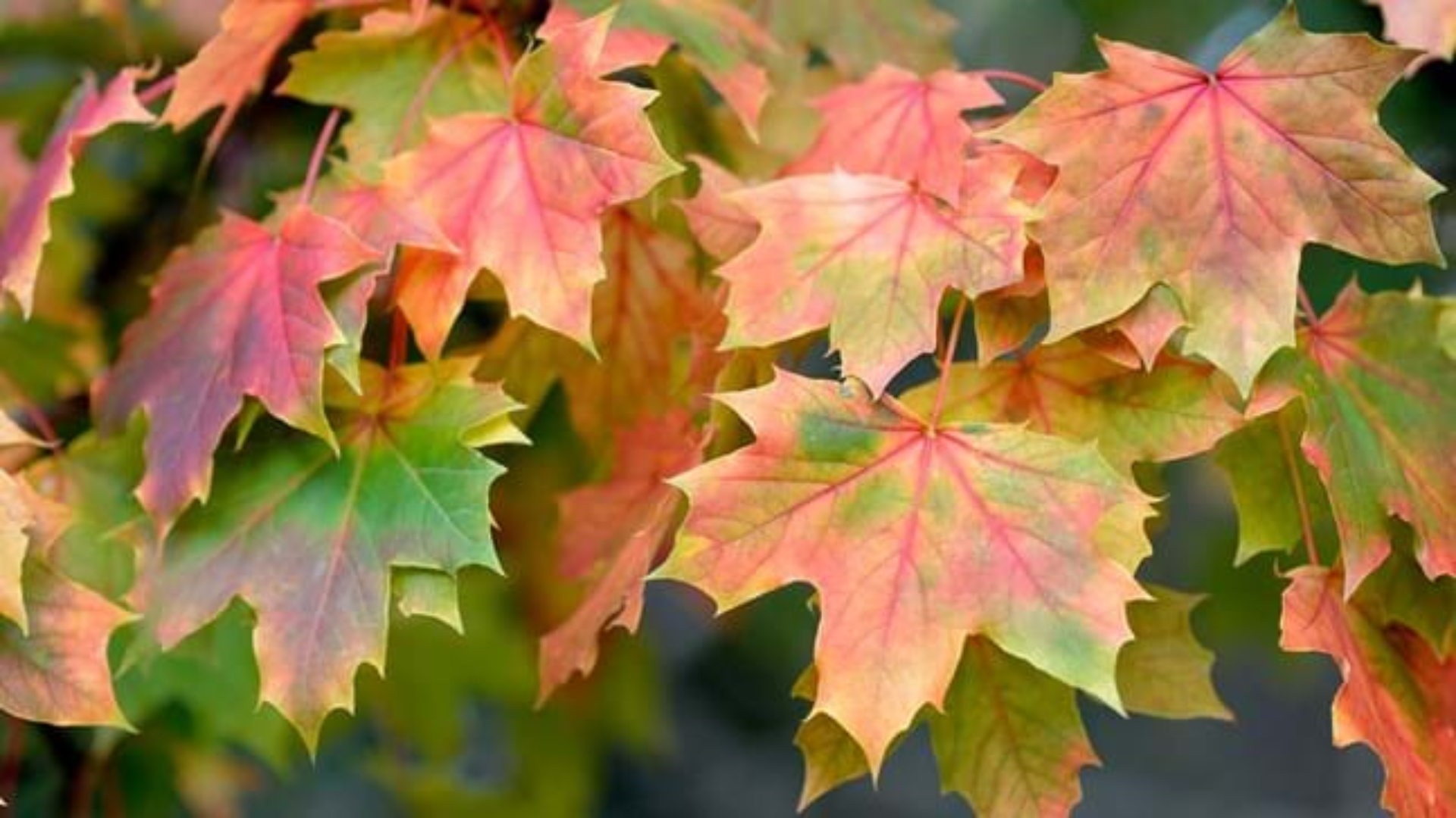 Norway Maple