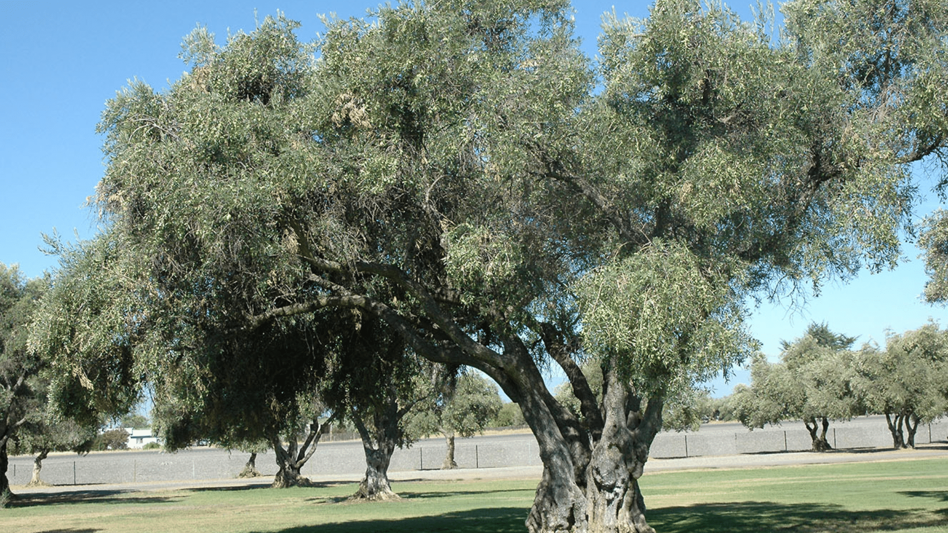 Olive Tree