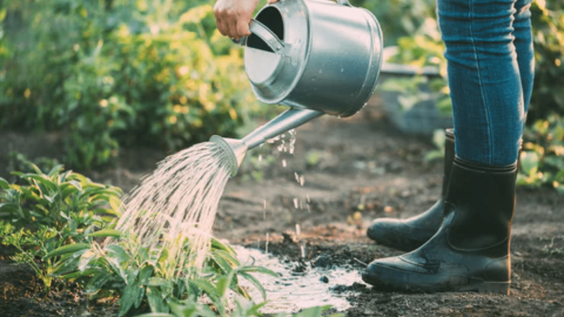 Overwatering