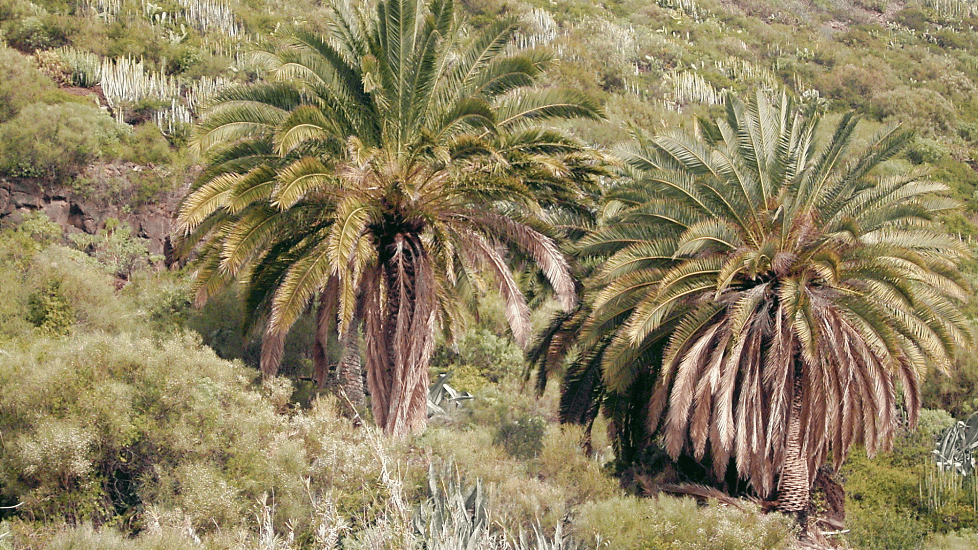 Palm Trees