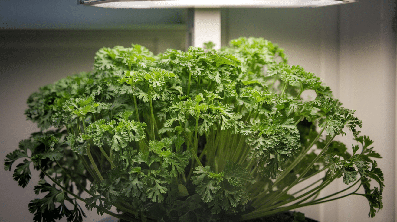 Parsley
