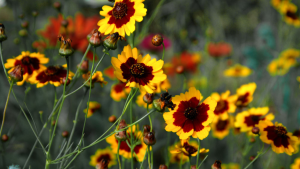Plains Coreopsis- A Native Wildflower for Pollinators