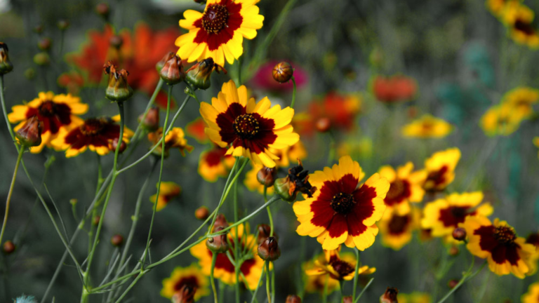 Plains Coreopsis- A Native Wildflower for Pollinators