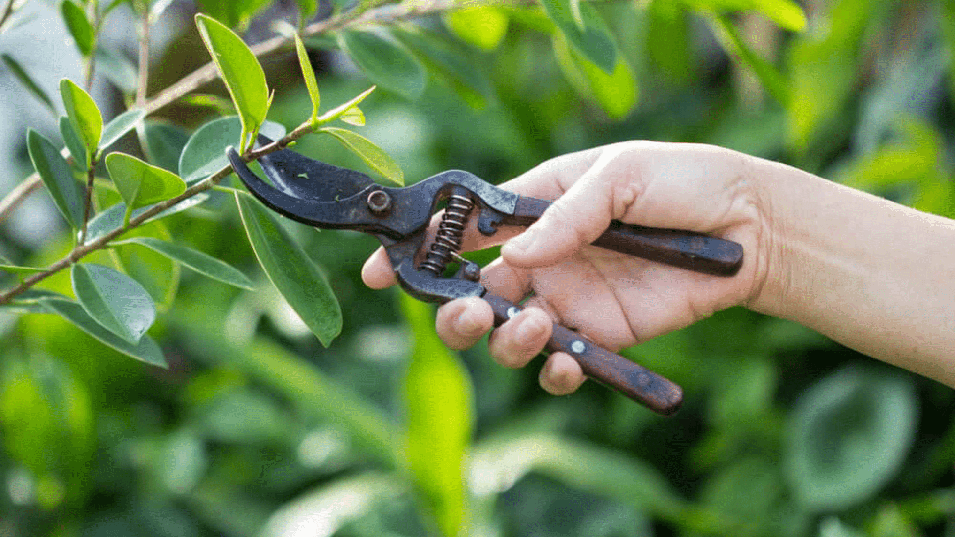Pruning