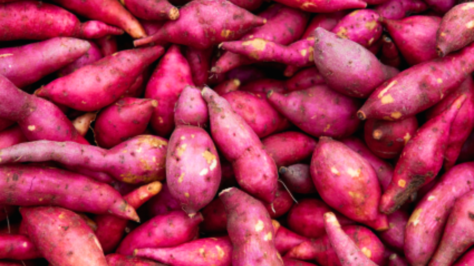 Purple Boniato