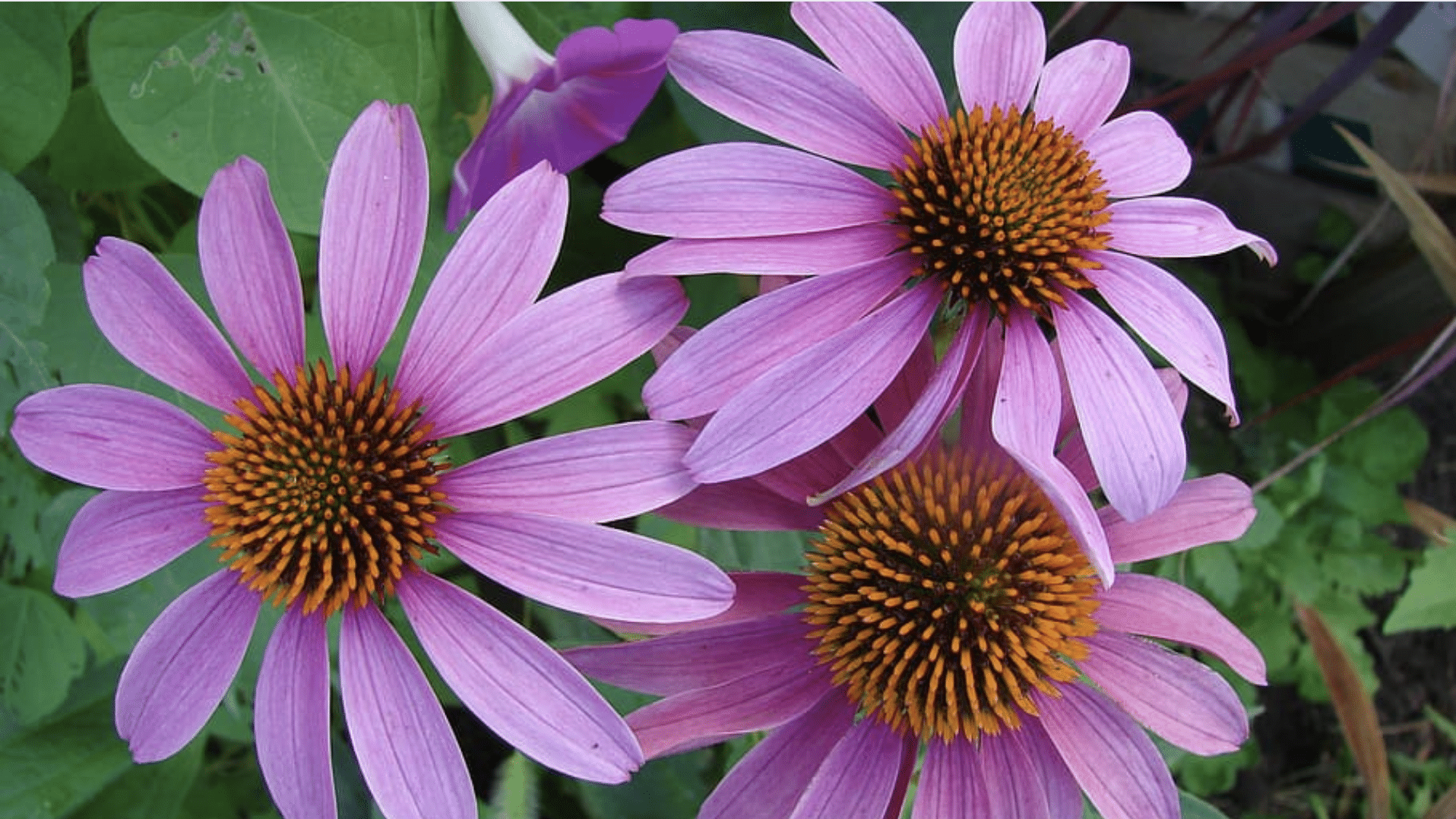 Purple Coneflower (Echinacea purpurea)