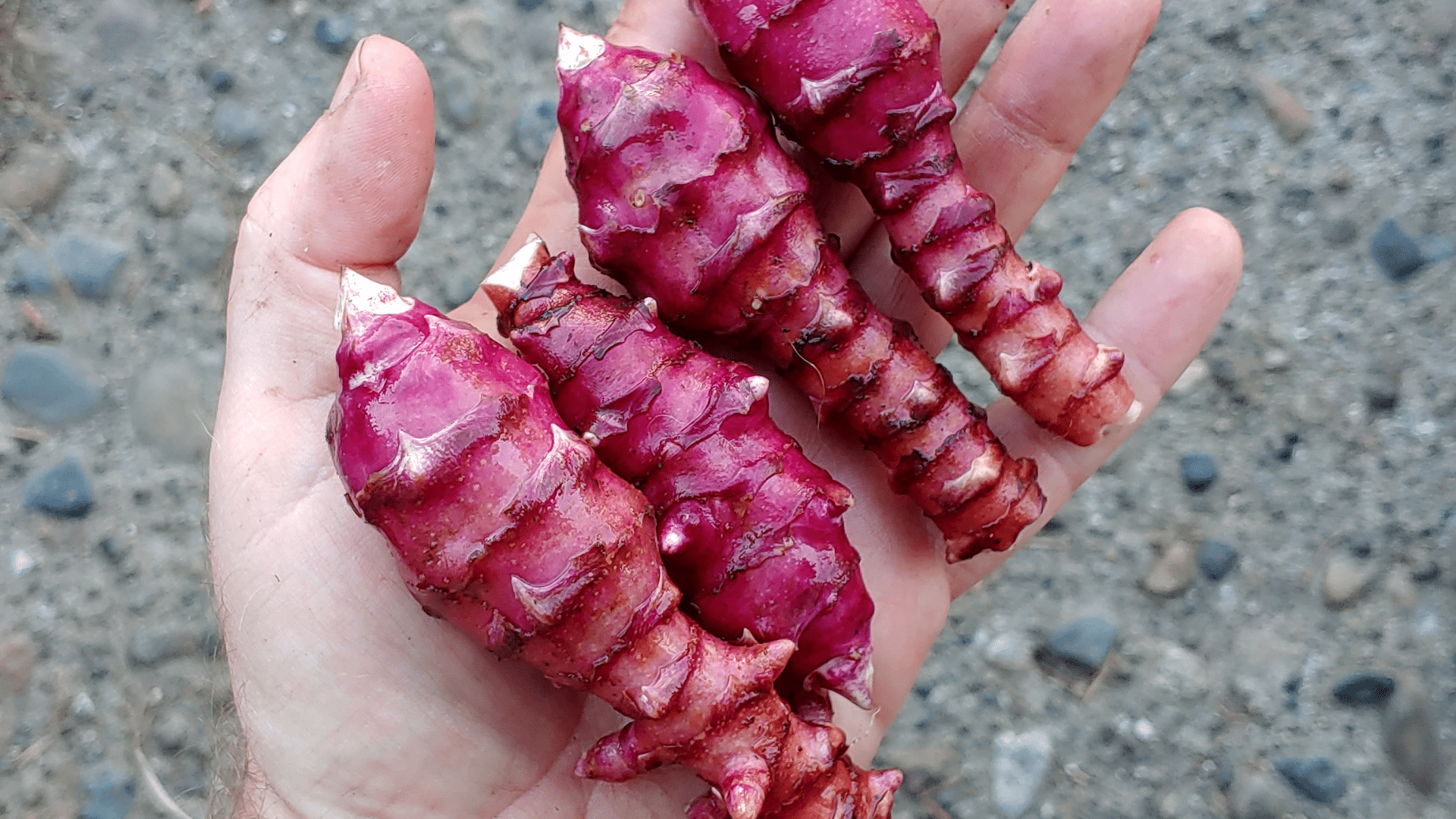 Purple Jerusalem Artichoke (Sunchoke)
