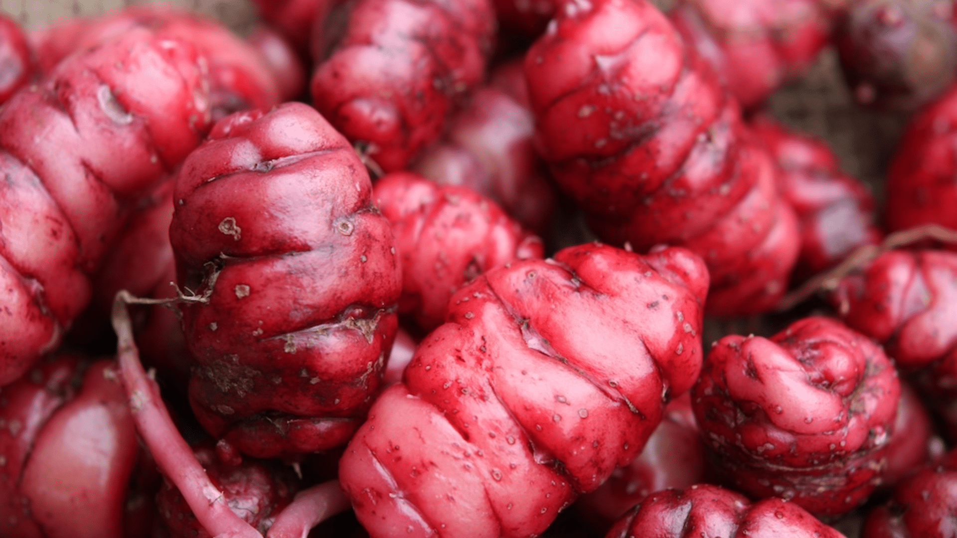 Purple Oca (Oxalis tuberosa)