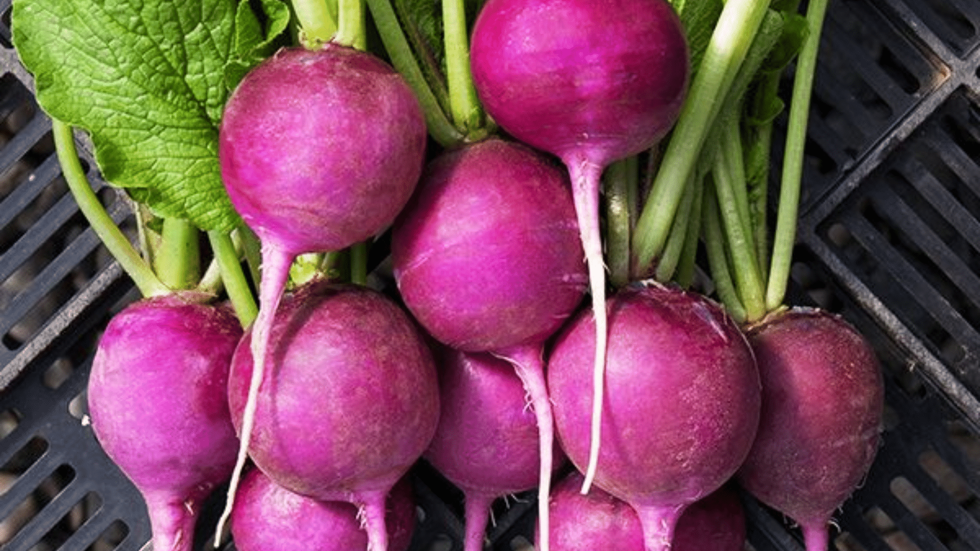 Purple Radish