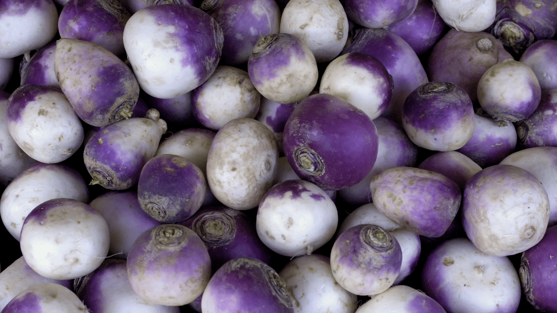 Purple Rutabaga