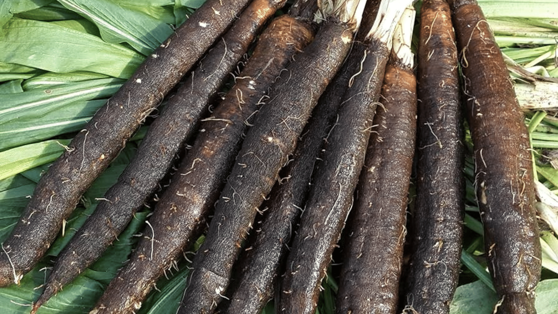 Purple Salsify (Black Salsify)