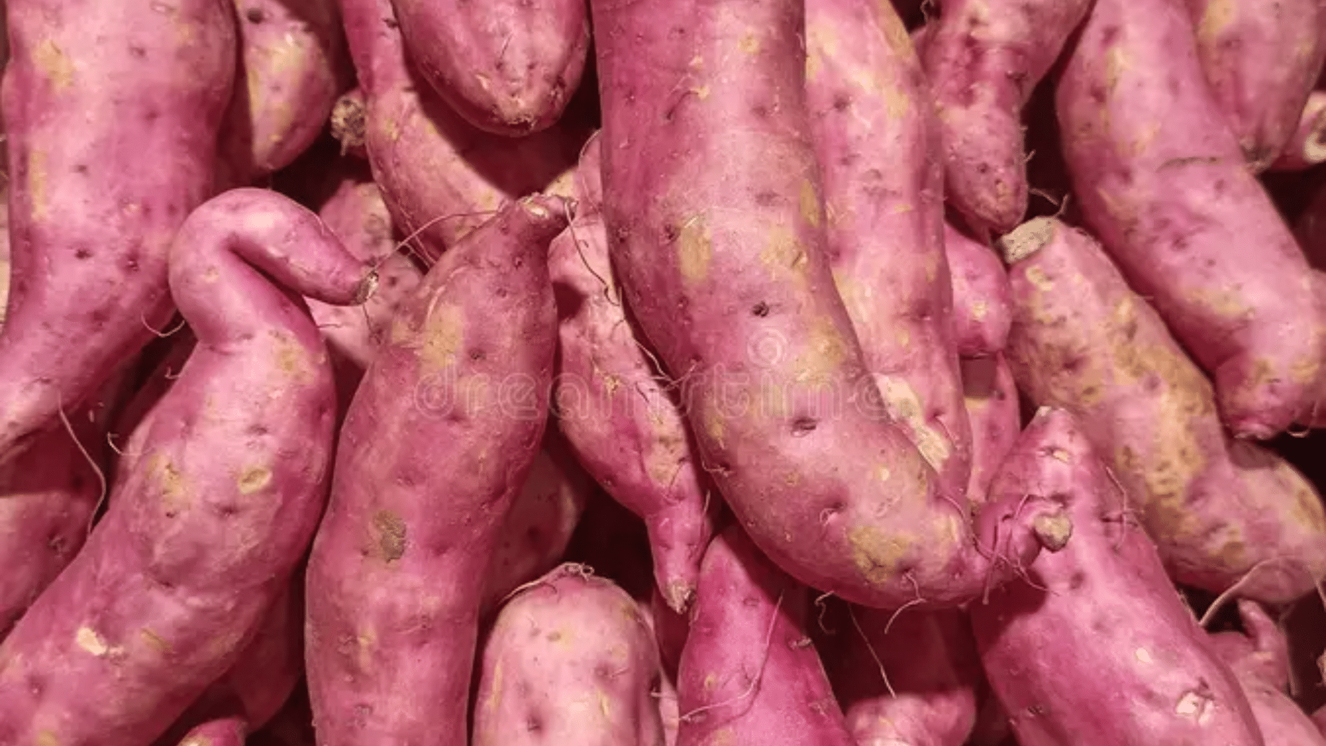Purple Sweet Cassava