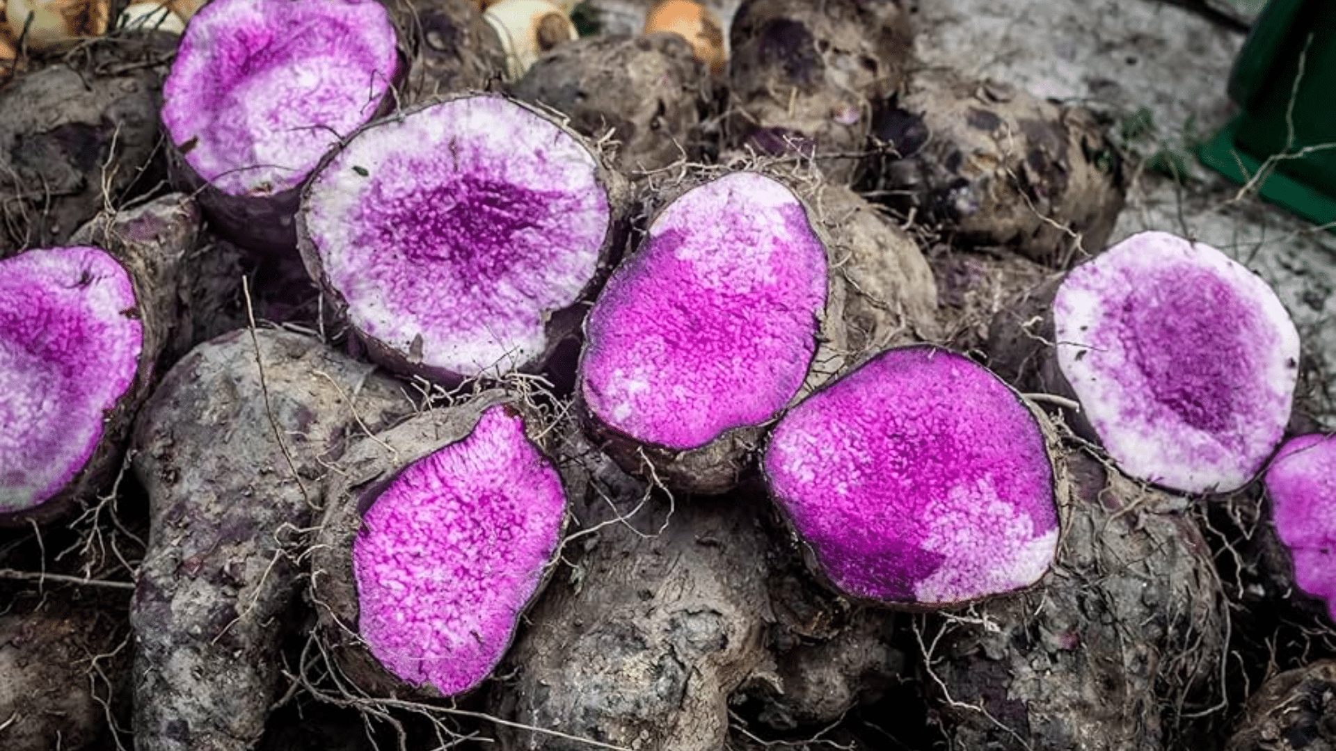 Purple Taro (Kalo)