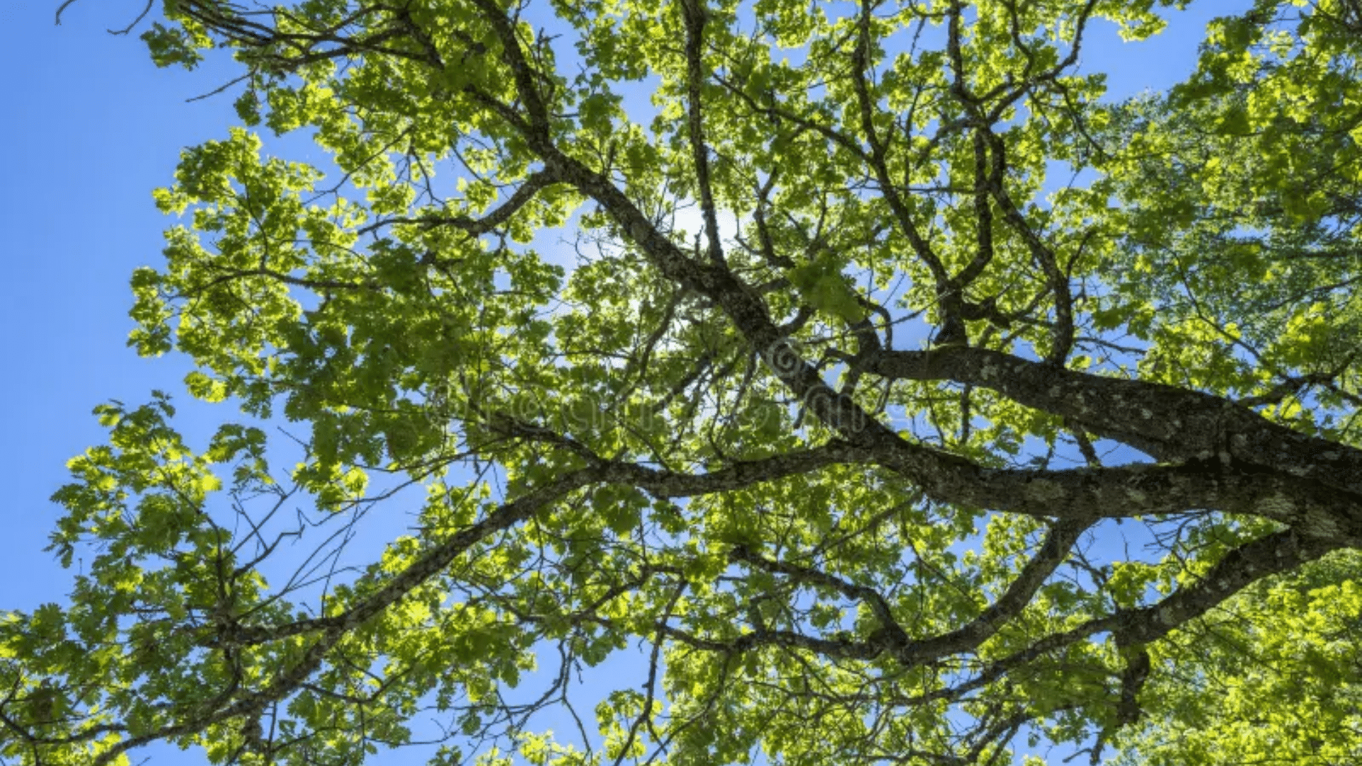 Pyrenean Oak