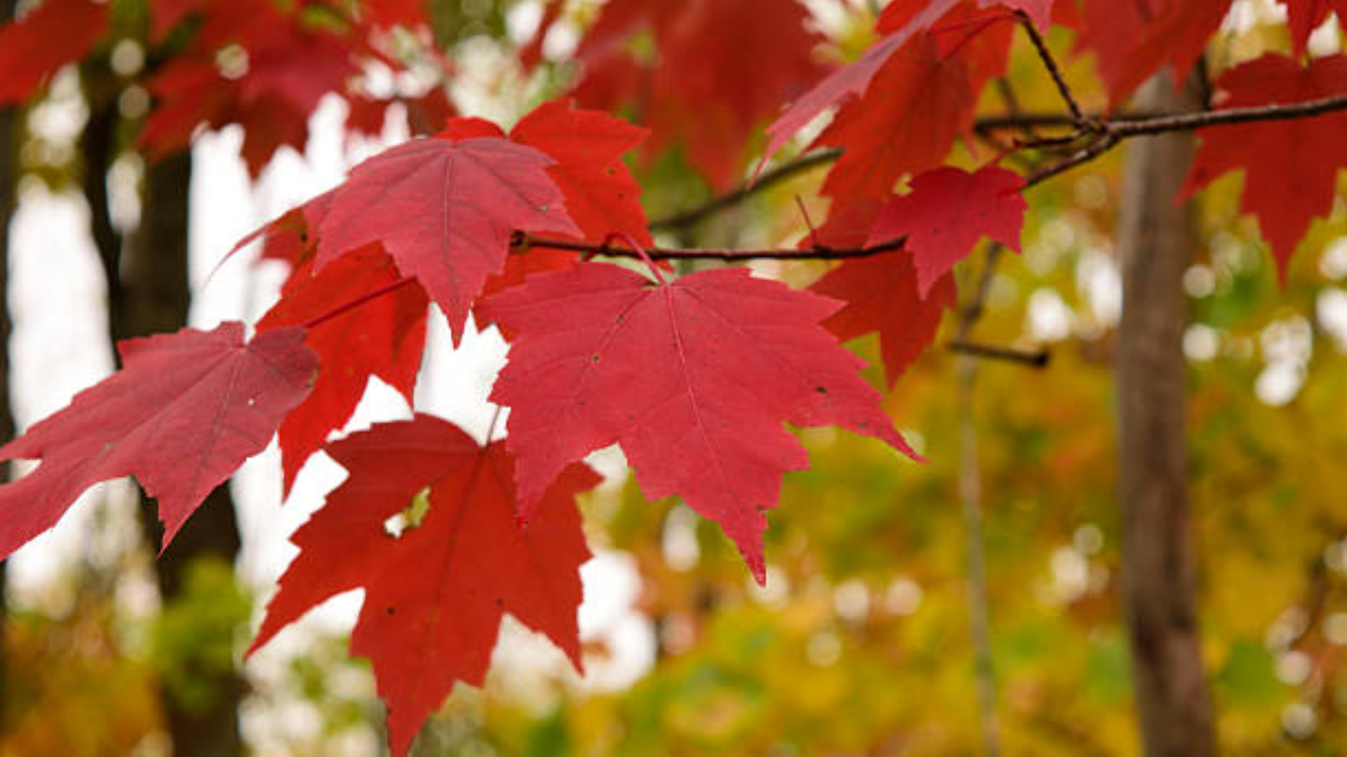Red Maple
