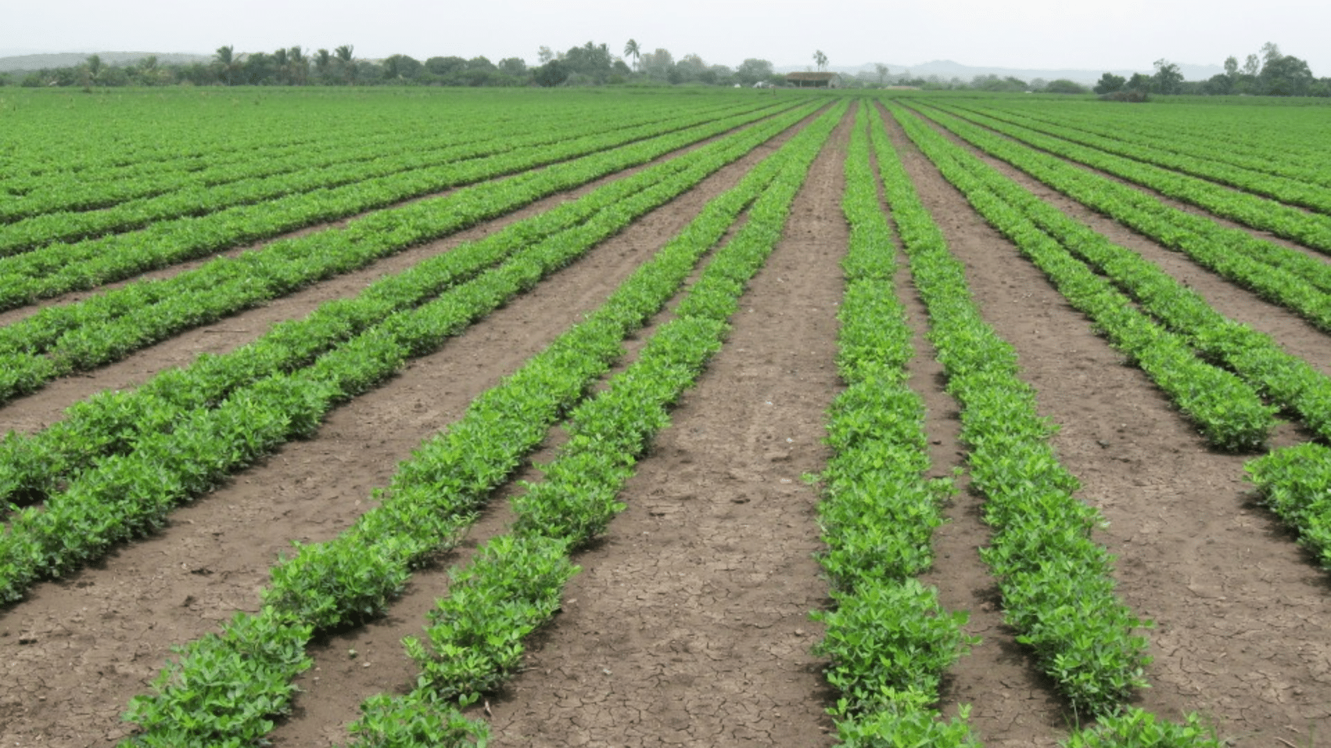 Row Planting