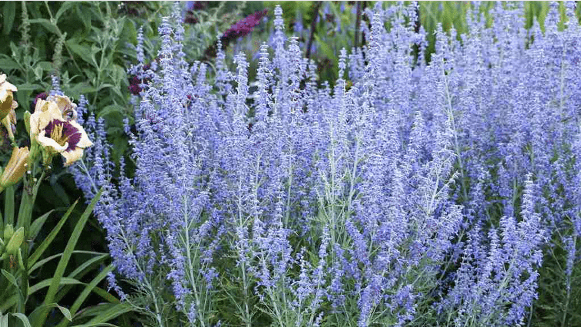 Russian Sage (Perovskia atriplicifolia)