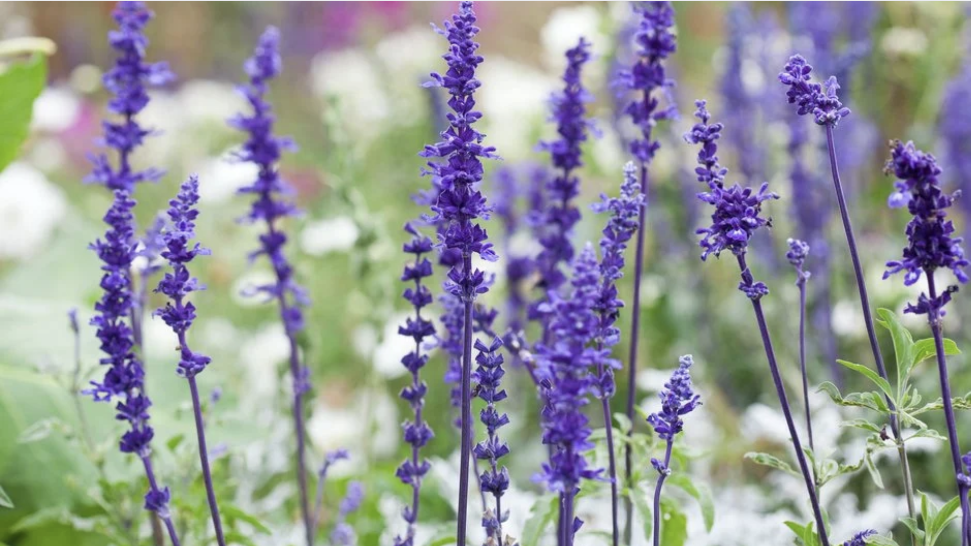 Salvia (Salvia spp.)