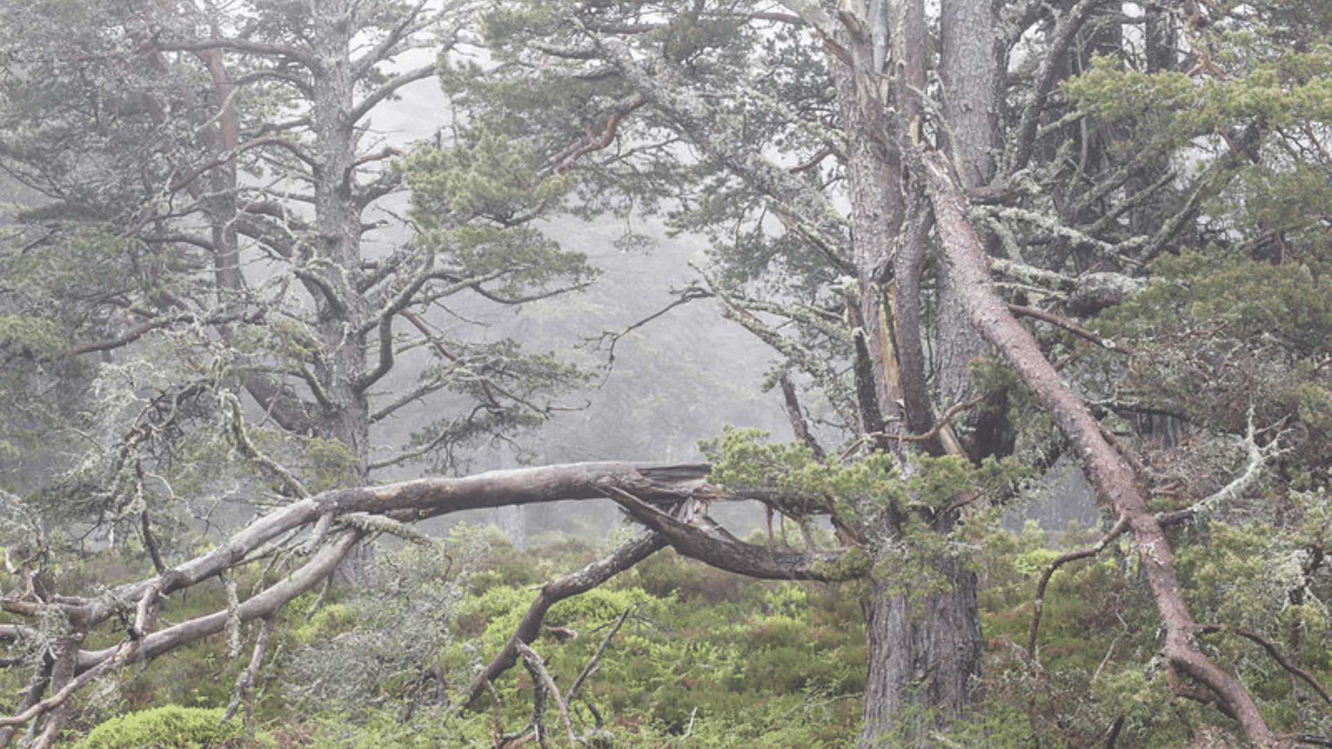 Scots Pine