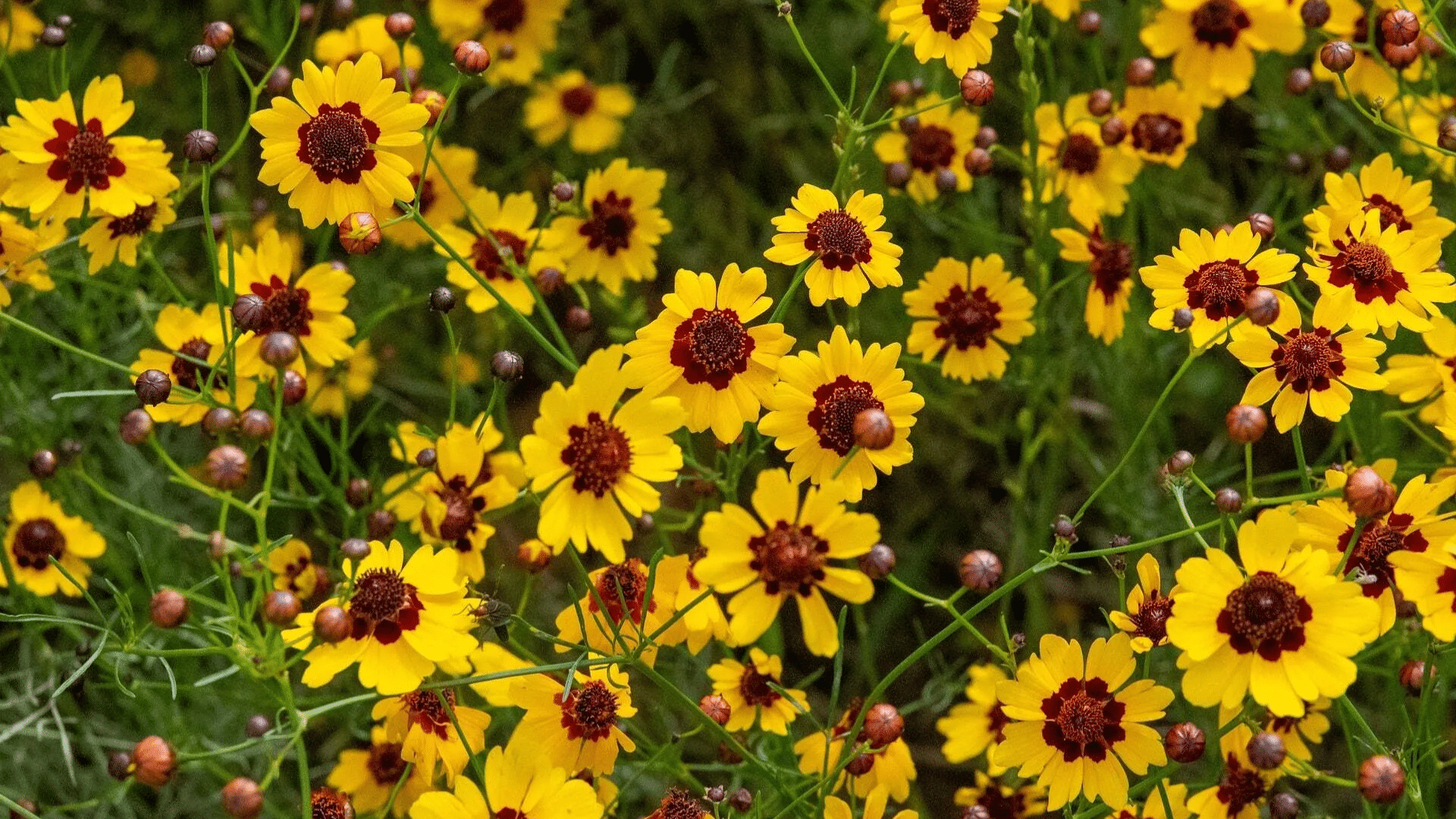 Seasonal Bloom and Flowering Cycle of Plains Coreopsis