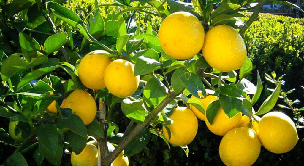 Lemon Randy Meyer Lemon Tree Care: A Simple Grower’s Guide - Randy Lemmon