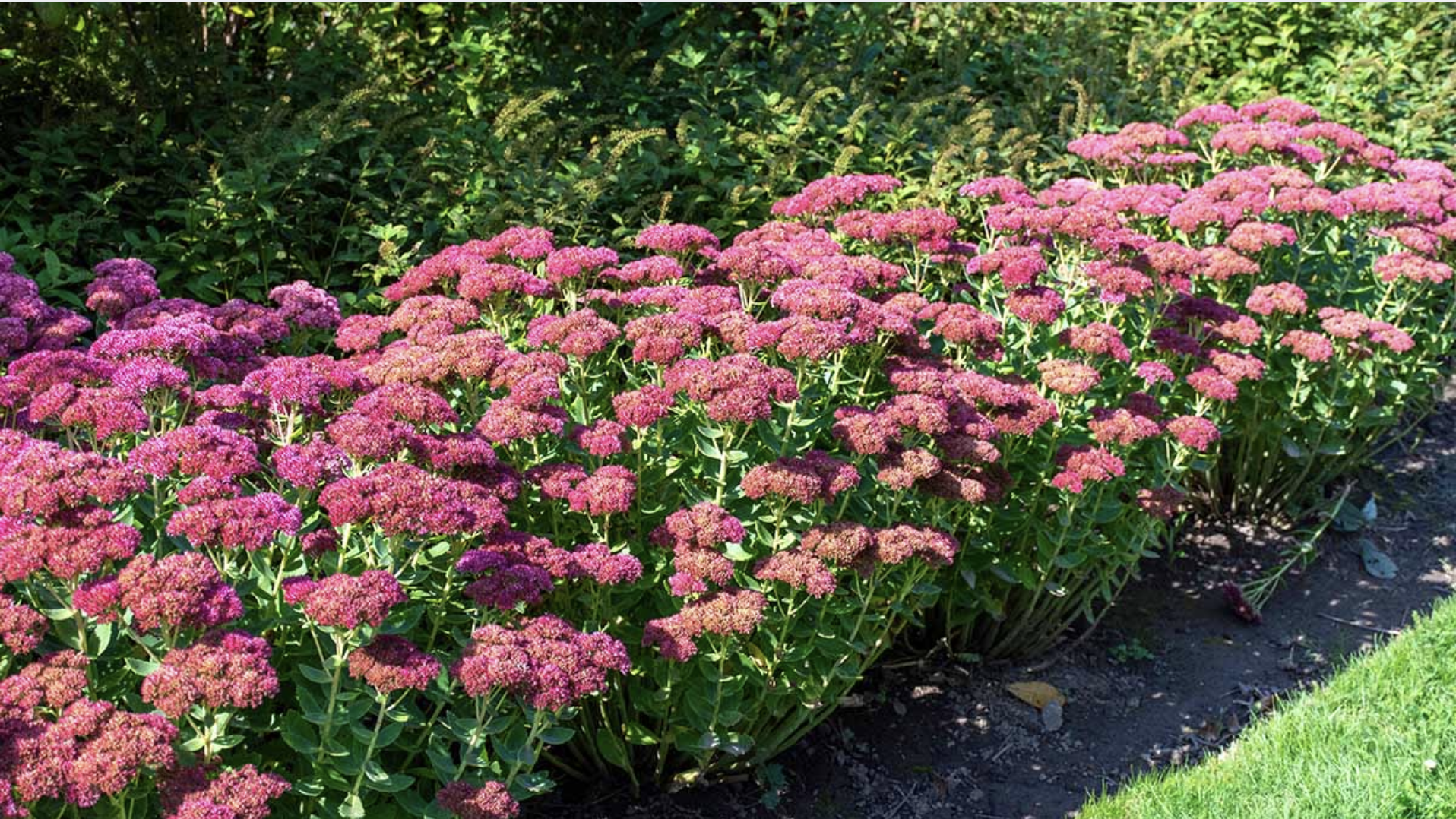 Sedum (Sedum spp.)