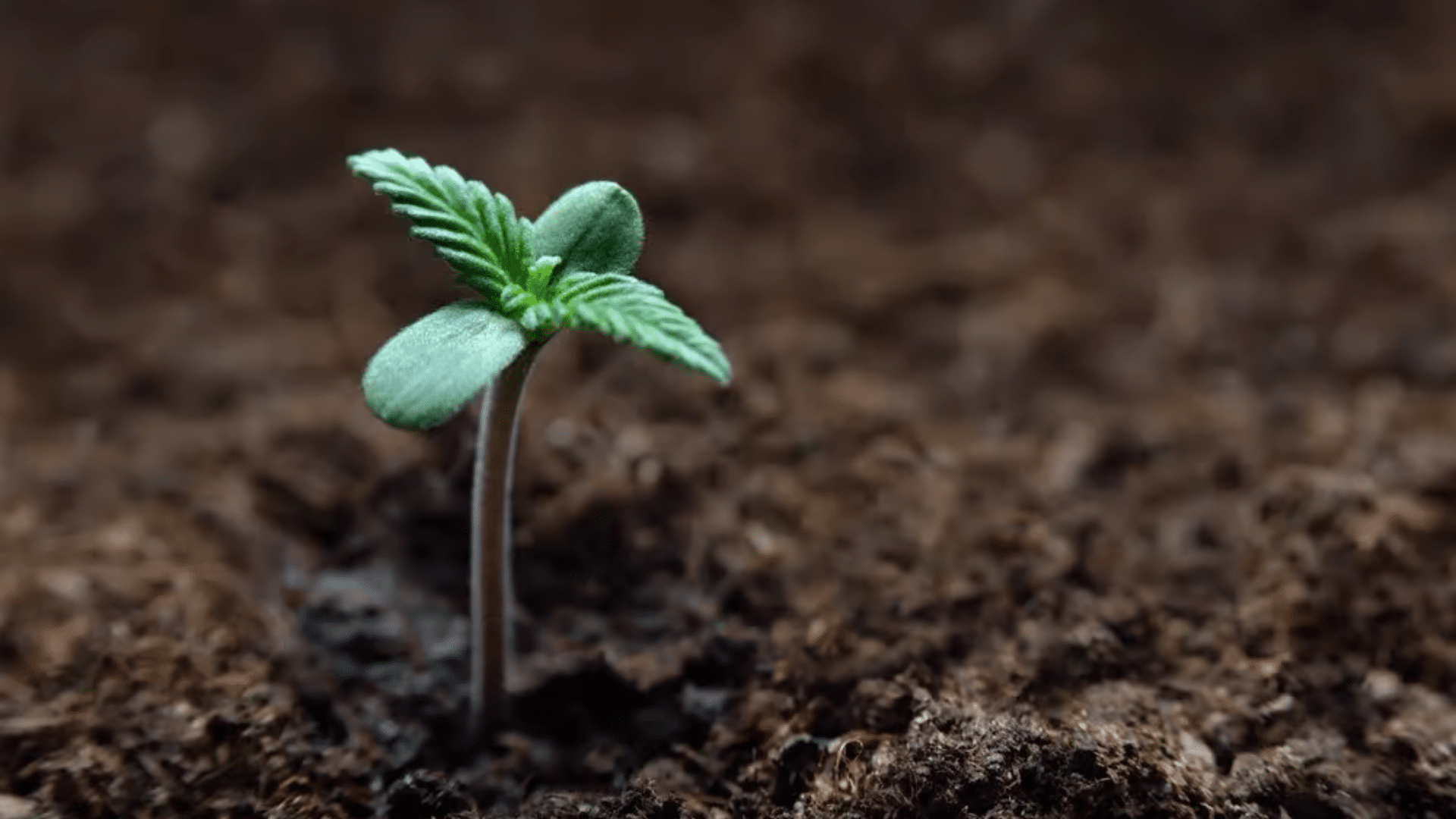 Seedling
