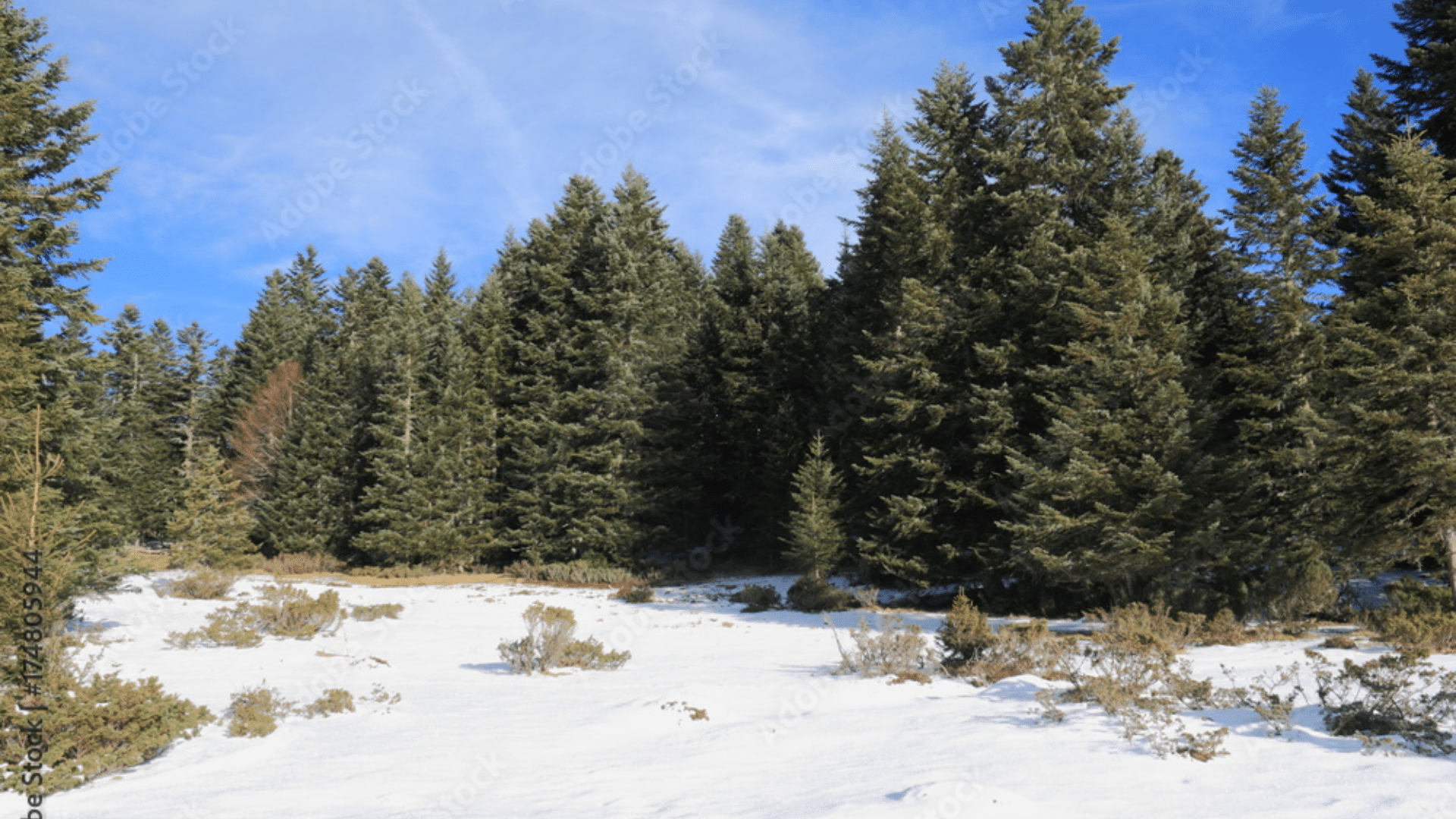 Silver Fir