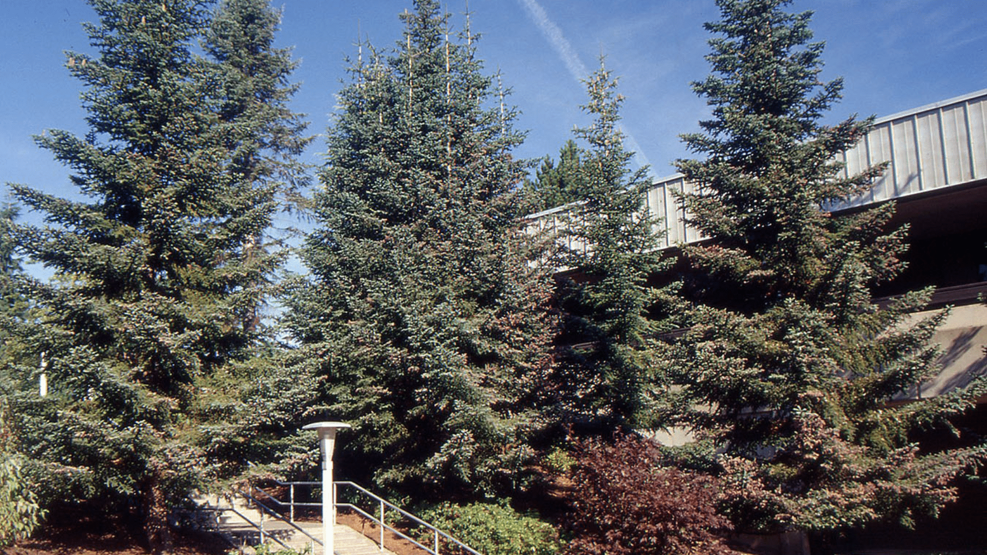 Spanish Fir