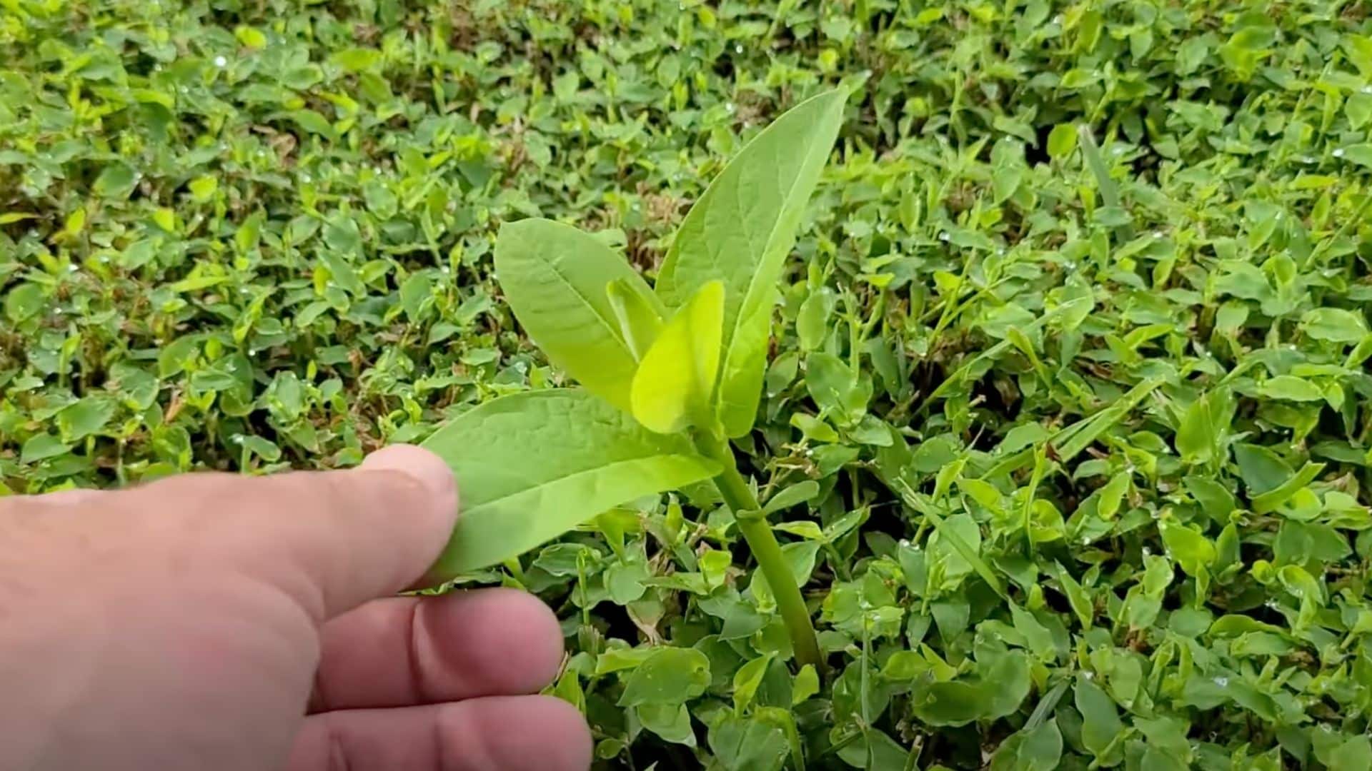 Step 1- Pick the Right Milkweed