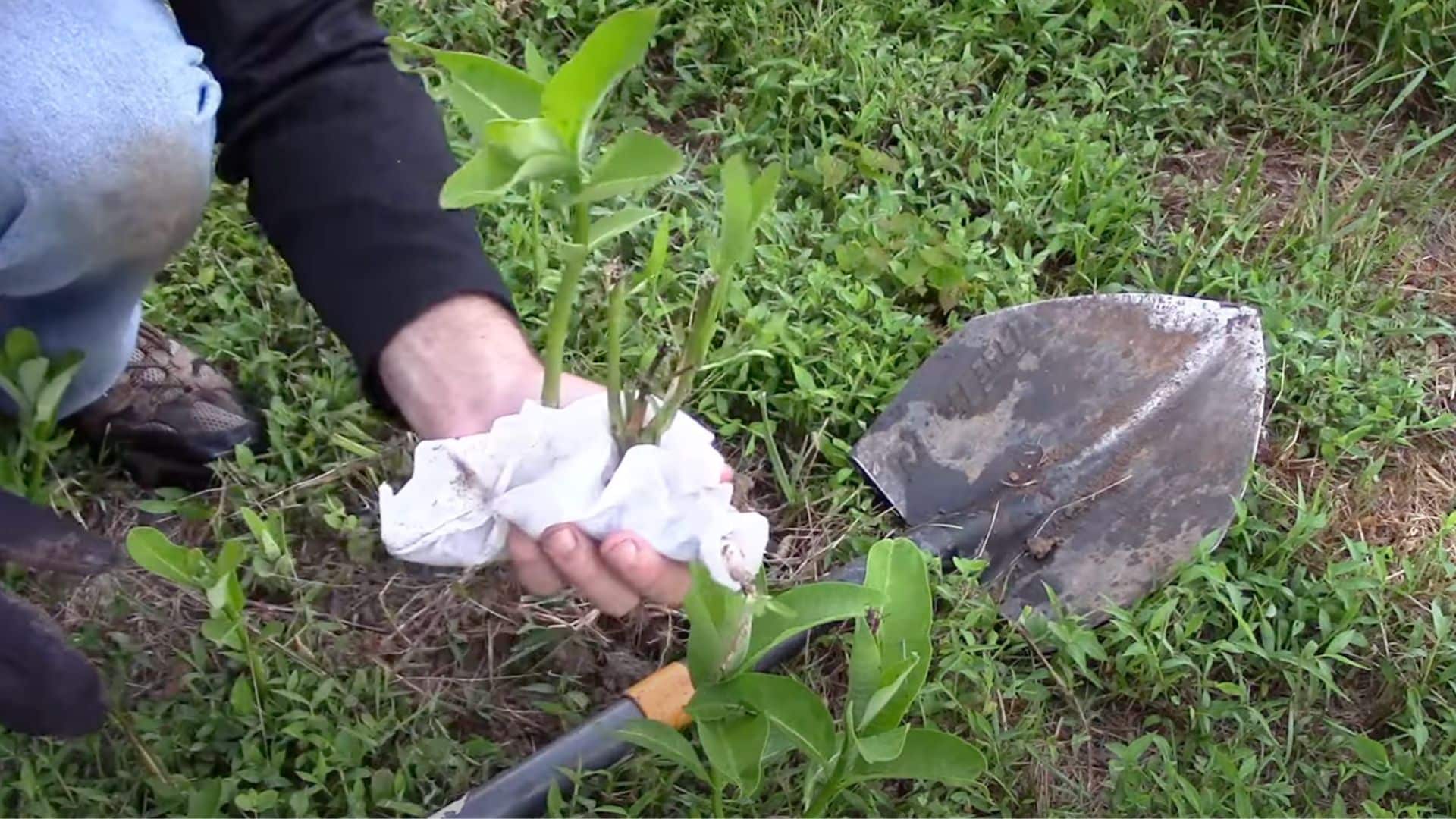 Step 3- Wrap the Roots
