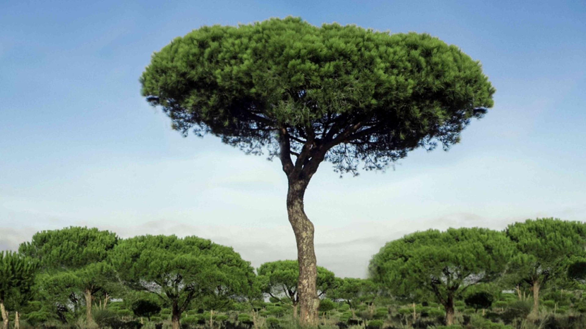 Stone Pine